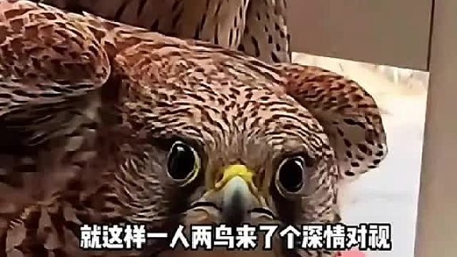 一人两鸟来了个深情对视