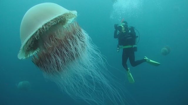 难以置信的巨兽，眼见为实