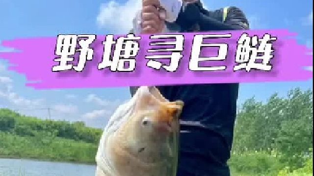 野塘寻巨鲢