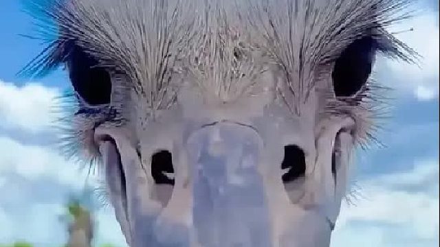 女孩在马路上意外捡到一枚鸵鸟蛋，它长大后竟长了一双卡姿兰大眼