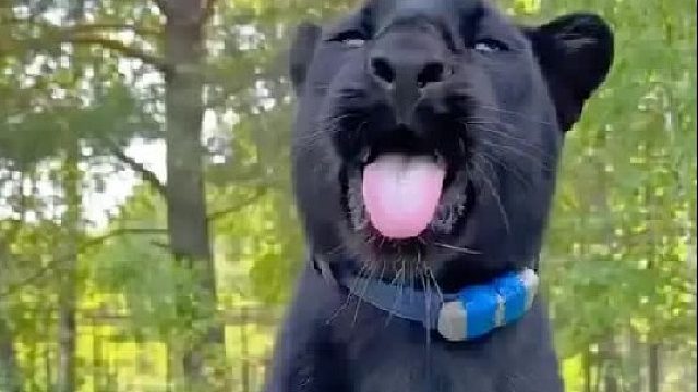 男人在野外捡到一只奇怪的小怪物，它长大后竟变成威风凛凛的大猫