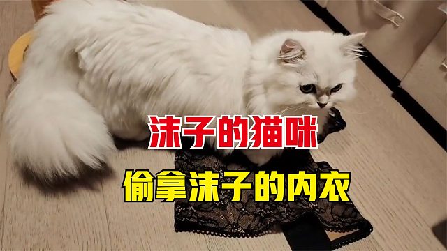 沫子展示自己的衣柜，不料猫咪神助攻，叼出沫子的蕾丝内衣