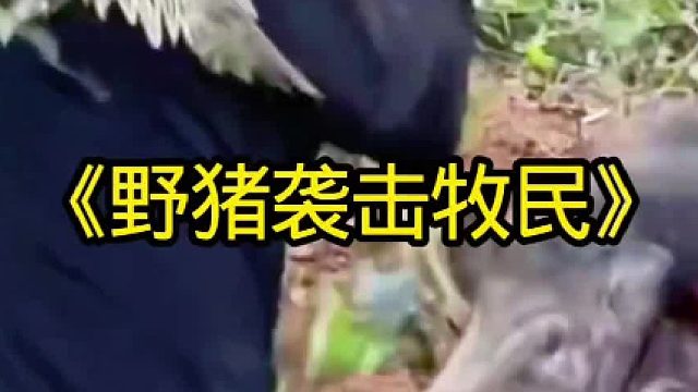 抓捕袭击牧民的野猪
