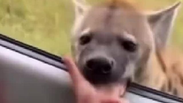 非洲狩猎之旅请注意别用手喂鬣狗