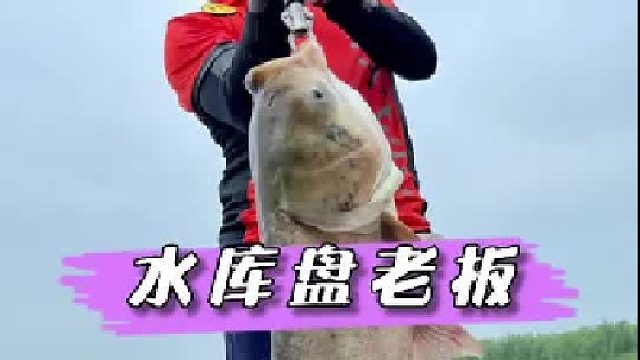 今天水库盘老板，大鲢鳙爆护了，