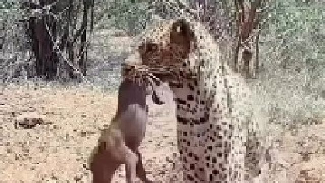 花豹抓住一只小疣猪，带回家交给自己的幼崽！