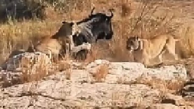 狮群配合捕猎角马，这精彩的动物世界太刺激！