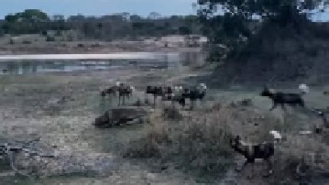 鳄鱼突然抢走野狗猎物，这一幕太惊险