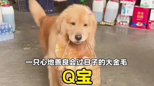 一只心地善良非常会过日子的大金毛