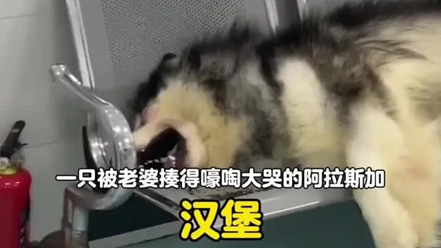 一只被媳妇揍得鼻青脸肿嚎啕大哭的狗子