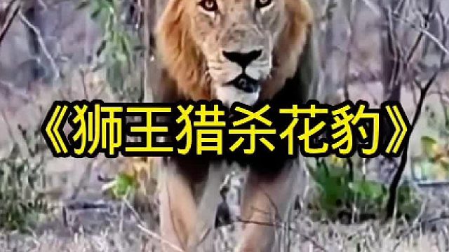 饥饿的雄狮猎杀寻找领地的花豹