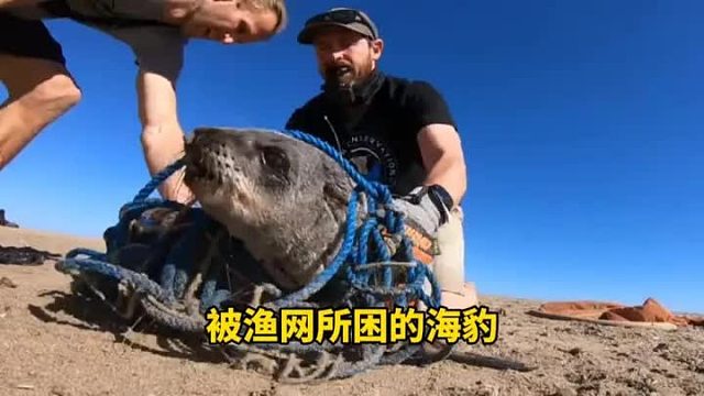 小海豹脖子上缠绕着巨大的渔网，真的很难想象它是如何在海里生存的