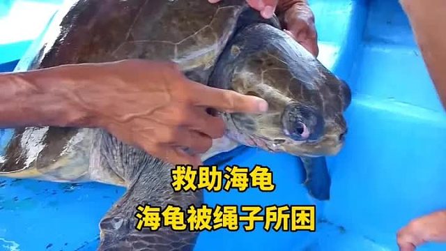 海龟脖子上缠绕着绳子，救援刻不容缓，太令人揪心了