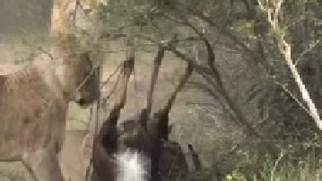 狮子竟对羚羊下此狠手？太惊人了！