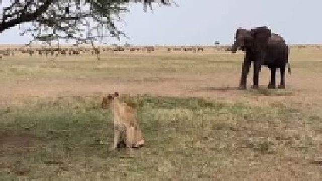 狮群遇到大象，野生动物世界的惊险瞬间！