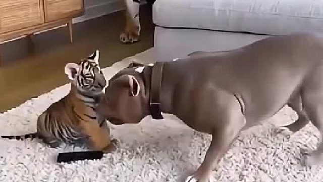比特犬不敢打老虎。真的假的，哥们儿