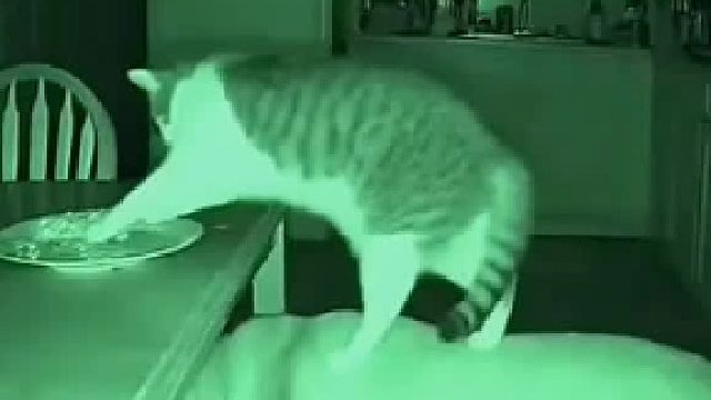 奥斯卡欠它俩一个小金人