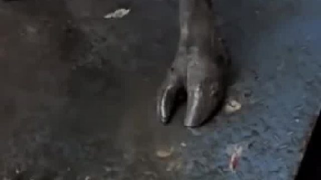 买回来的水牛排水200斤