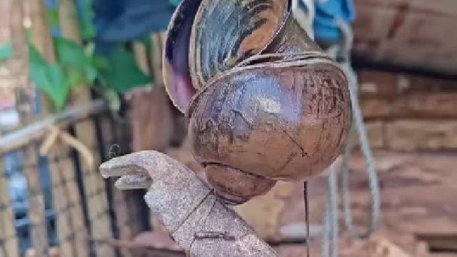 福寿螺，一种外来入侵物种！