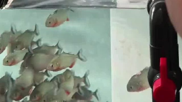 魔法打败食人鱼