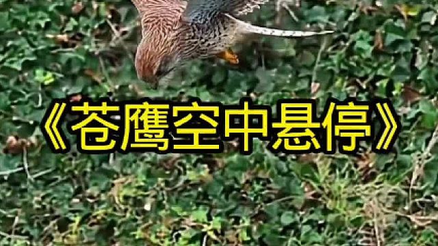 苍鹰空中悬停，狩猎脚下的猎物如同砍瓜切菜