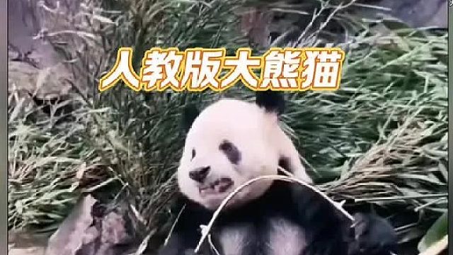 人教版大熊猫掰竹子