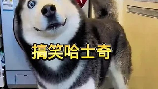 哈士奇搞笑拆家