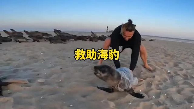 海豹身上深深紧紧勒着一圈绳子，看着真令人心疼，幸亏遇见了救援队