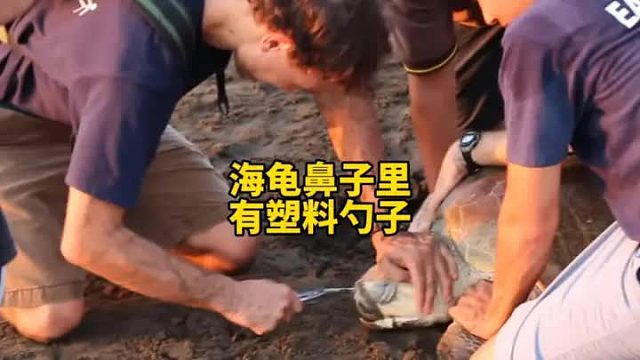 居然从海龟鼻子里拔出来个塑料勺子，真是令人揪心的