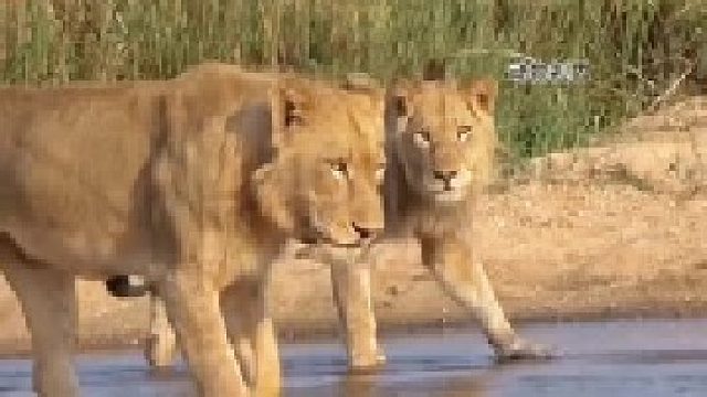 年轻狮子狩猎长颈鹿！