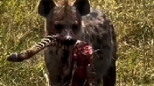 鬣狗杀死并吃掉一只小斑马！