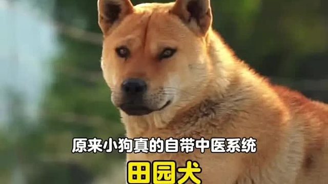 不愧是中国人养的狗子，出生自带中医天赋属性