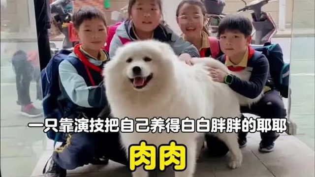 一只靠演技把自己养得白白胖胖的微笑天使