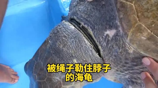 海龟脖子上有个绳子，当快奄奄一息的时候，幸好遇见了救援队