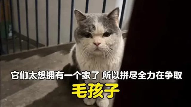 它们太想拥有一个家了，所以拼尽全力不放弃一丝希望