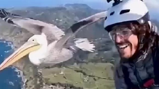 太意外了！你敢信吗？这只鸟主动让我摸，也太亲人了吧