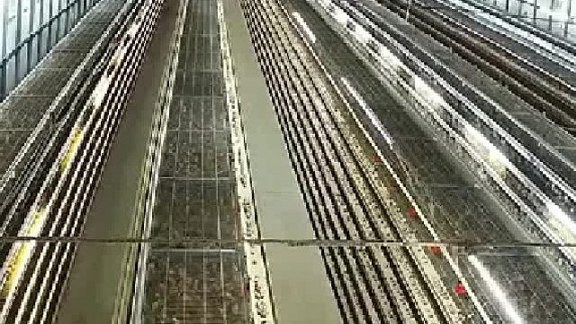 养殖场惊魂夜：一声雷响，鸡群集体死亡，老板看监控懵了！