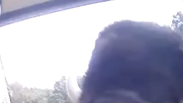 被美洲野牛包围是种什么感受？犀牛、棕熊见了，都要转身逃跑