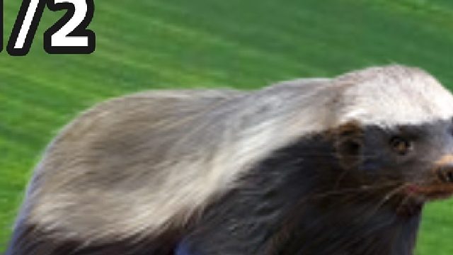 不怕疼，不怕毒！蜜獾为什么这么猛？敢单挑雄狮、狼群