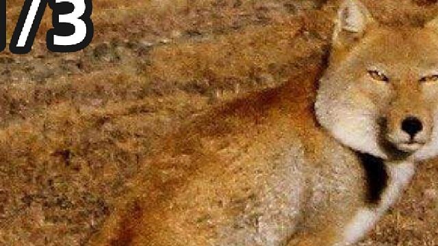 藏狐混进羊群捕猎鼠兔，防不胜防！颜值地平线到底有多聪明？