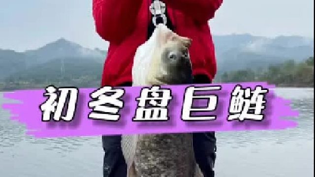 初冬水库盘巨鲢，水好鱼大还有劲
