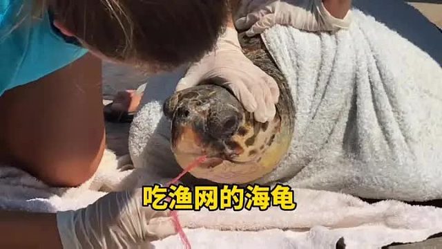 又是一只把渔网吃进肚子里的大海龟，终于无法忍受痛苦，只好来求助人类
