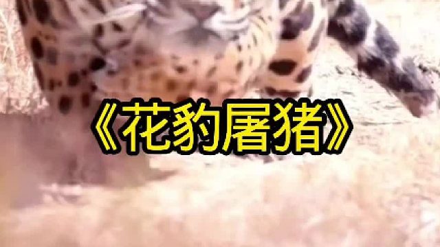 饥饿的花豹屠杀疣猪