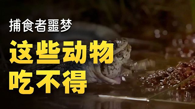 猎食者的惨痛教训：误食的代价