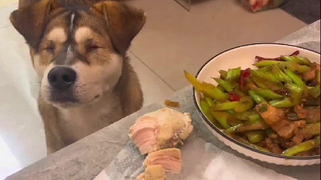 盲狗日常抖机灵