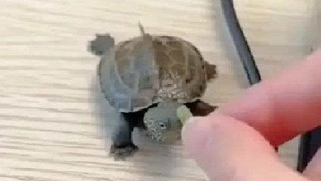 女孩在野外骑行偶然捡到一只小乌龟，后来它生了一堆宝宝送给女孩