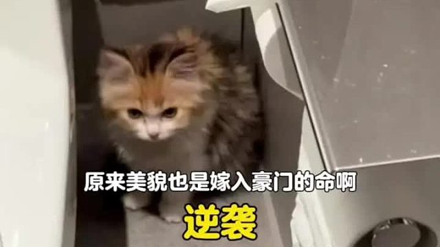 原来美貌也是嫁入豪门的命啊