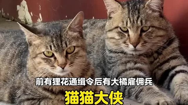 前有狸花通缉令，后有大橘雇佣兵