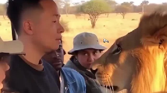 狗：第一次当狮子又点紧张