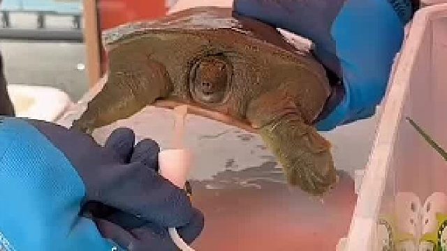 这是你自己咬的哈